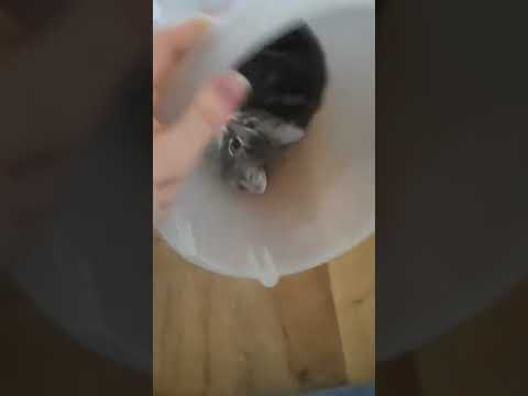 Kitten Tumbles In Bucket #shorts