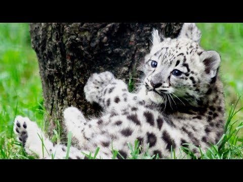 Leopards Playing 🐆🐆 Cute Leopard Cubs Playing (Full) [Funny Pets]