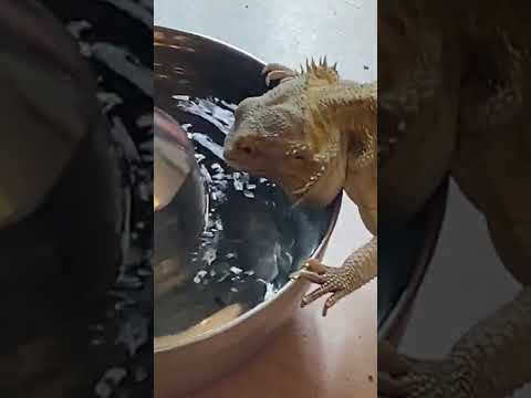 Lizard Drinks Water From Fountain #shorts