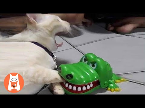 Los gatos graciosos reaccionan al juguete y al videojuego | Video de gatos graciosos