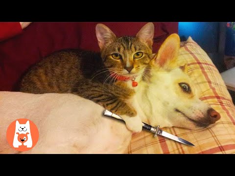 Lucha sin fin para encontrar el ganador ★ Gato vs perro ¿Quién ganará || Top Cat vs Dog
