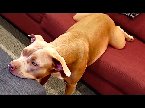 My Dog Is So Strange | Funny Pet Videos