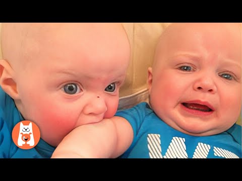 Peleas de Bebés Todos Los Días! Batallas Divertidas de Bebés || Espanol Funniest Videos