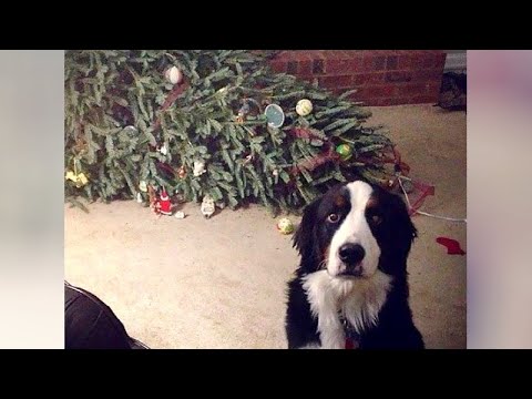 PETS are extra funny on Christmas - Funny videos