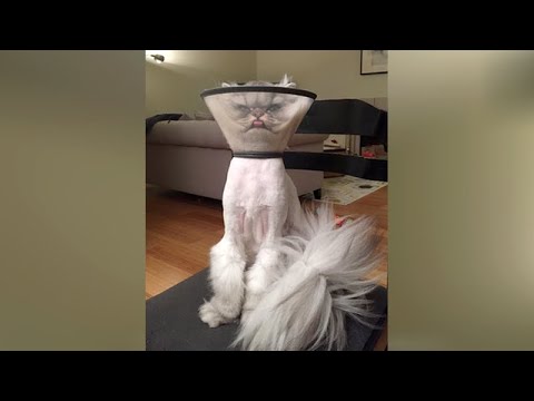 PETS at VET'S - Funniest REACTIONS of DOGS and CATS!