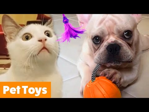 Pets Playing With Toys | Funny Pet Videos
