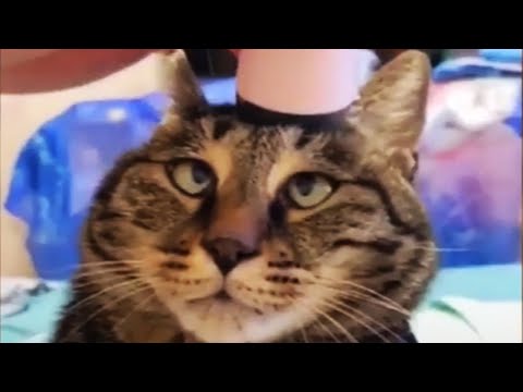 Pets Reactions To Head Massager 😂 [Funny Pets]