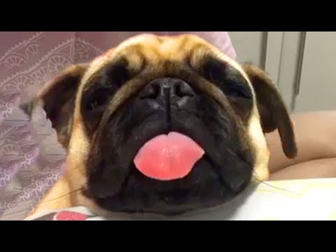 Pug Sticks Tongue Out While Sleeping | Funny Pet Videos