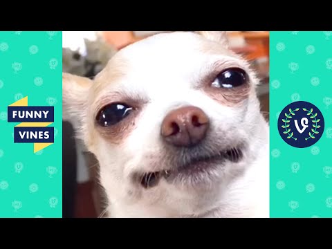 "SAD DOGGO" | TRY NOT TO LAUGH - CUTE FUNNY ANIMALS