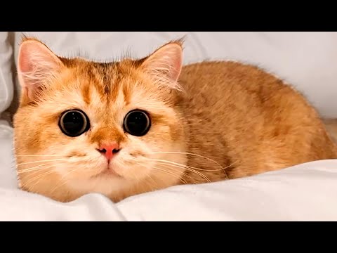 Scared Cat Looks Adorable | Funny Pet Videos