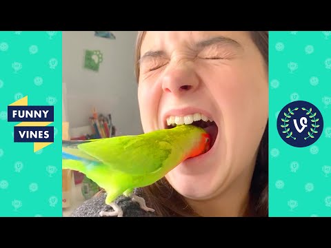 "SHE DID THAT?! 😱" | TRY NOT TO LAUGH - FUNNY ANIMALS