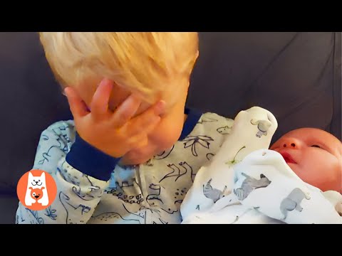 Siblings Meet Newborn Babies 💖 Momentos Divertidos de Niños conocen a los Bebés recién nacidos