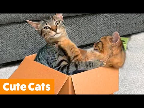 Silliest Cat Reactions & Bloopers | Funny Pet Videos
