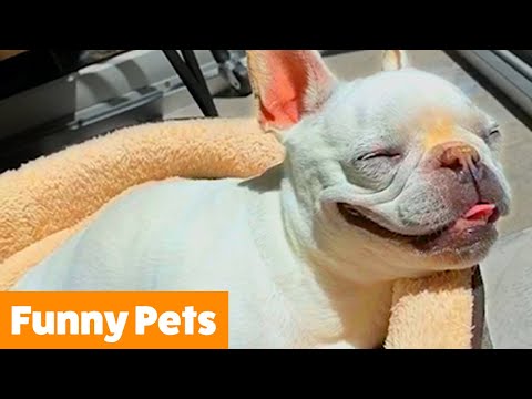 Silliest Cute Pets | Funny Pet Videos