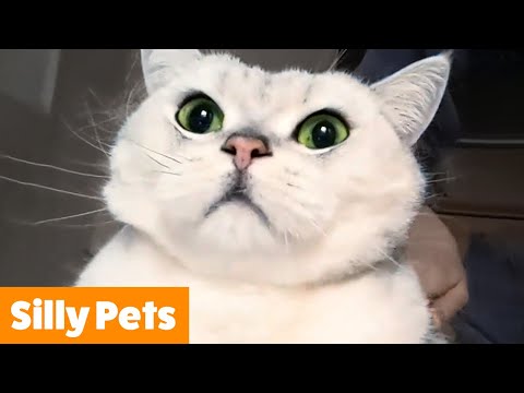Silly Animal Bloopers & Reactions | Funny Pet Videos