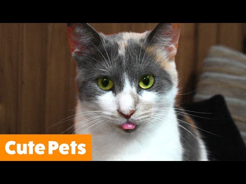 Silly Animal Reactions & Bloopers | Funny Pet Videos
