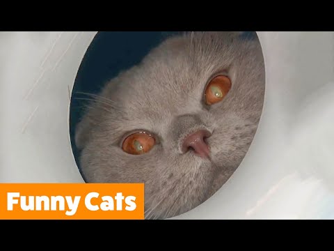 Silly Cat Bloopers | Funny Pet Videos
