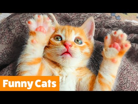 Silly Cat Reactions & Bloopers | Funny Pet Videos