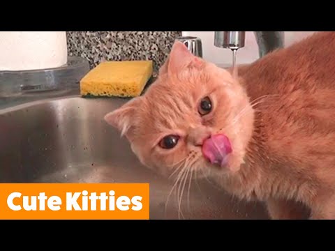Silly & Clumsy Cat Bloopers | Funny Pet Videos