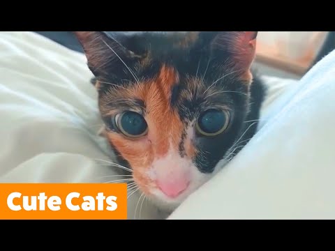 Silly Cute Cats | Funny Pet Videos