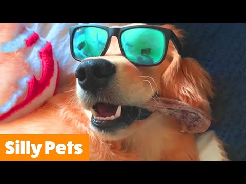 Silly Cute Dogs | Funny Pet Videos