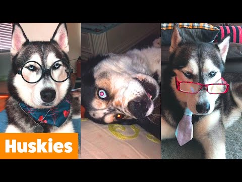 Silly Cute Husky Bloopers | Funny Pet Videos