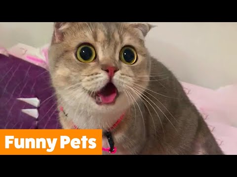 Silly Cute Pets Funny Pet Videos