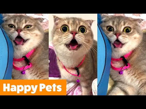 Silly Happy Animals | Funny Pet Videos