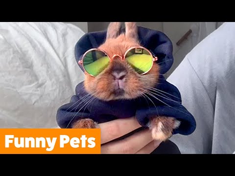 Silly Pet Bloopers & Reactions | Funny Pet Videos