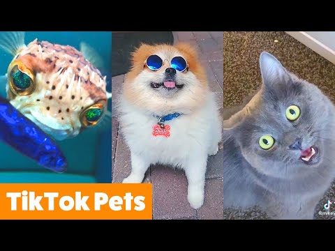Silly TikTok Pets That Will Make You Laugh | Funny Pet Videos