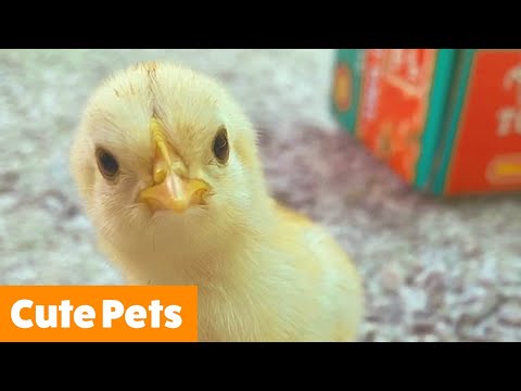 SO CUTE!! Funniest Animals of the Week | Funny Pet Videos