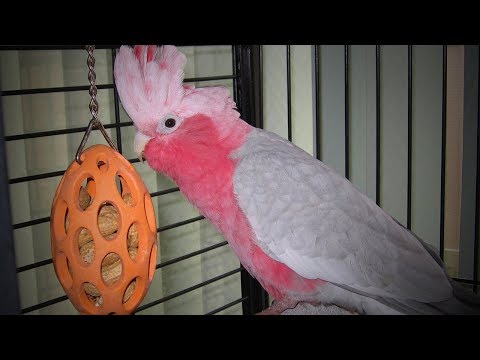 Talking Parrots 😂🐦 Funniest Parrots Doing Crazy Things (Full) [Funny Pets]