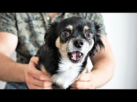 The Best Funny Animal Videos of 2020 😂 [Funny Pets]