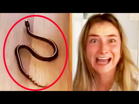 There's a SNAKE IN MY HOUSE! | FUNNY ANIMALS