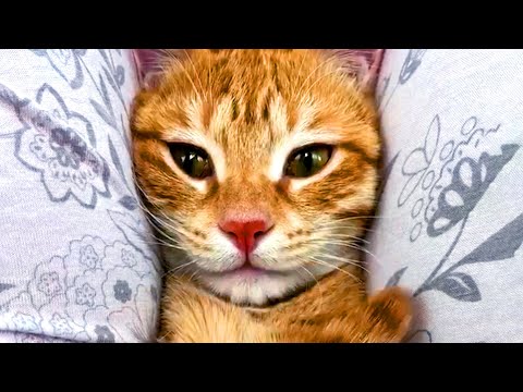 These Cats Are Hilariously Cute | Funny Pet Videos