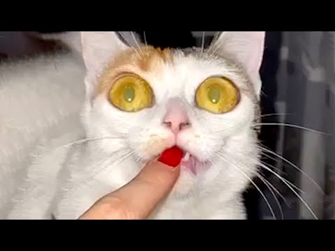 These Cats Are Hilariously Strange | Funny Pet Videos
