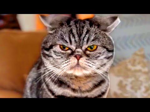 This Cat Is Adorably Mad | Funny Pet Videos