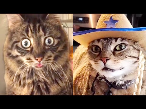 THIS CAT IS TRAUMATIZED | FUNNY CATS