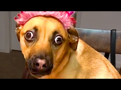 This Dog Has Seen Some Things | Funny Pet Videos
