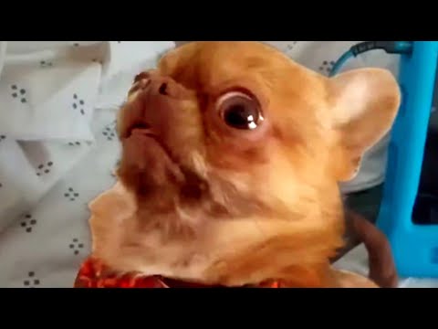 This Dog Is Confused With Owner | Funny Pet Videos