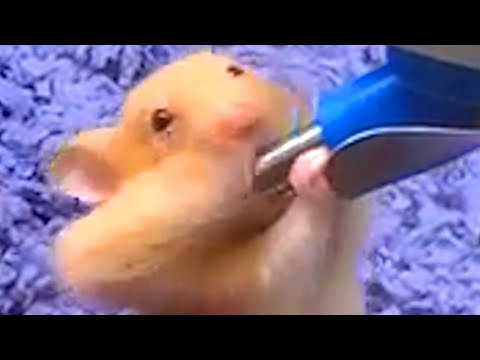 This Hamster Knows How To Do It | Funny Pet Videos