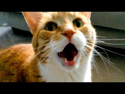 This Talking Cat is Hilarious | Funny Pet Videos