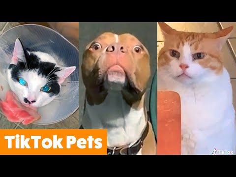 TikTok Animals to Cheer You Up | Funny Pet Videos