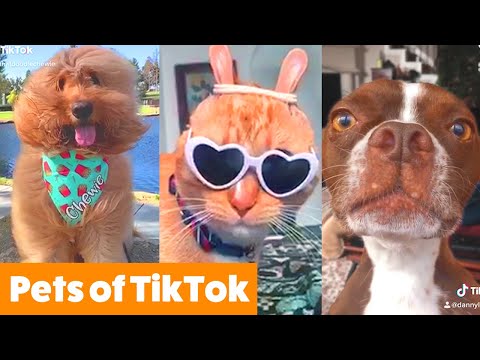 TikTok Pets That Make You AWW | Funny Pet Videos