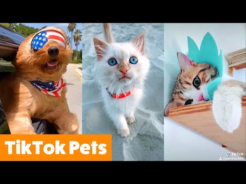 TikTok Pets That Will Make You Smile