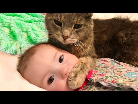 TIME TO RELAX ⭐️ Los mejores videos divertidos de colecciones de bebés y animales