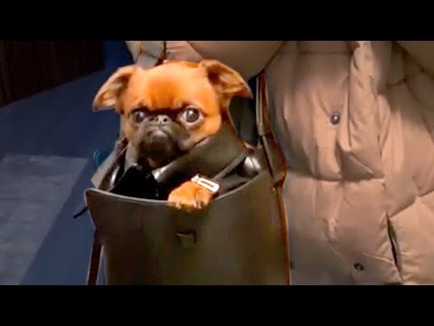Tiny Dog Snuck Into Purse | Funny Pet Videos