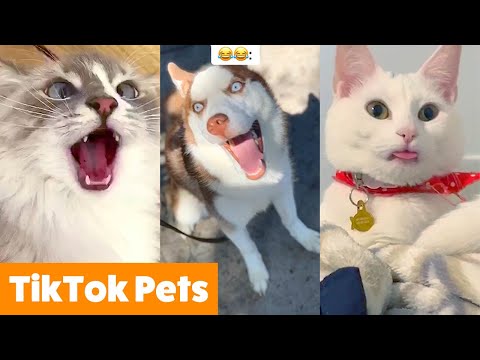 TOO CUTE! Tiktok Pets That Will Make You Smile | Funny Pet videos