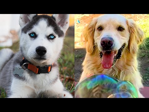 Top 10 Most Beautiful Dogs | Funny Pet Videos