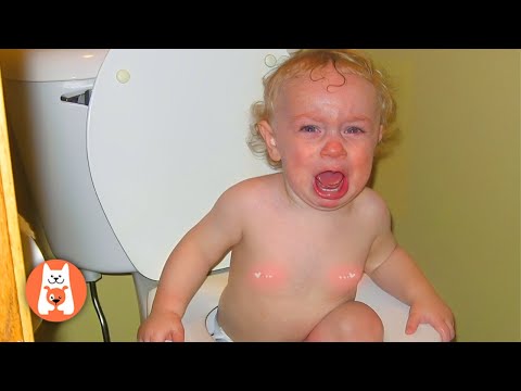 Try Not To Cry Challenge 😭 Bebés torpes siempre se atascan y lloran #3 | Funny Pets